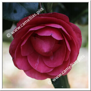Camellia Japonica 'Cereixa de Tollo'