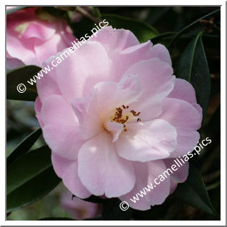 Camellia Hybrid C.x williamsii 'Charles Colbert'