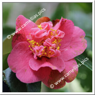 Camellia Hybride 'Charlotte Victoria'