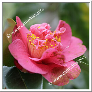 Camellia Hybride 'Charlotte Victoria'