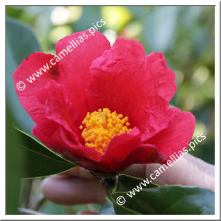 Camellia Species C. chekiangoleosa