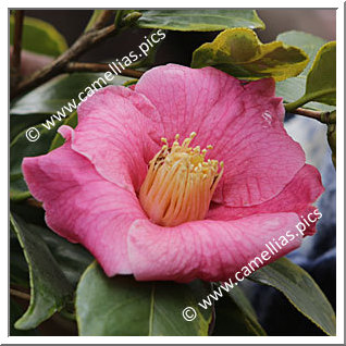 Camellia Botanique C. sinensis 'Chinensis Variegata'