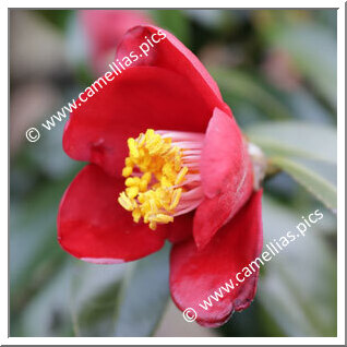 Camellia Wabisuke 'Chizu'