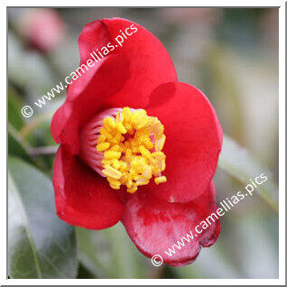 Camellia Wabisuke 'Chizu'