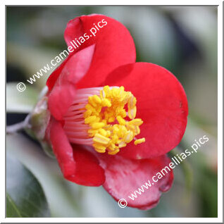 Camellia Wabisuke 'Chizu'