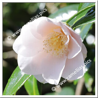 Camellia Japonica 'Chô-chô-san'