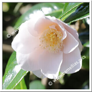 Camellia Japonica 'Chô-chô-san'