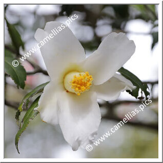 Camellia Japonica 'Chôchidori'