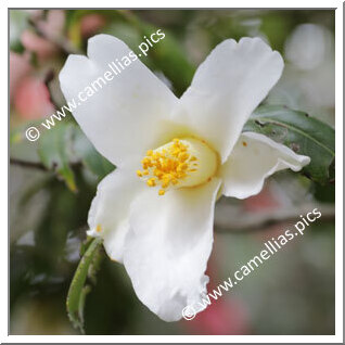 Camellia Japonica 'Chôchidori'