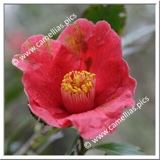 Camellia Japonica 'Chôsen-tsubaki'