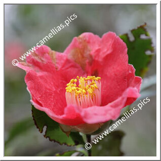 Camellia Japonica 'Chôsen-tsubaki'