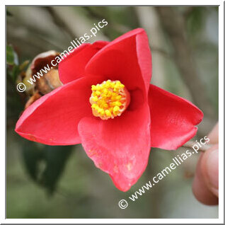 Camellia Japonica 'Chôshinji'