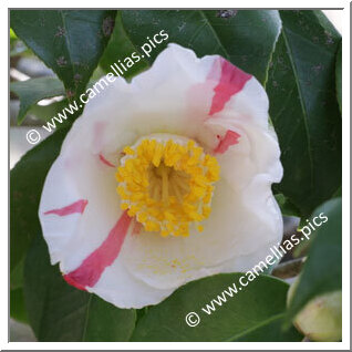 Camellia Japonica 'Chûkyôbijin'