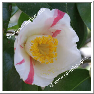 Camellia Japonica 'Chûkyôbijin'