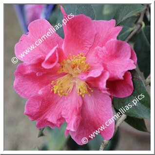 Camellia Reticulata 'Chuxiong Dali Cha'