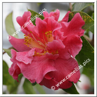 Camellia Reticulata 'Chuxiong Dali Cha'