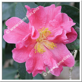 Camellia Reticulata 'Chuxiong Dali Cha'