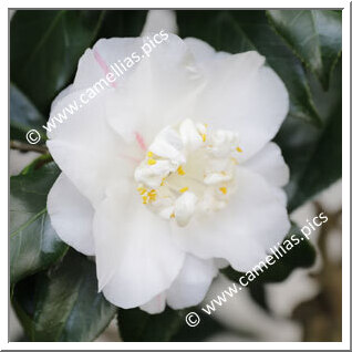 Camellia Japonica 'Clara Brooks'