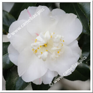 Camellia Japonica 'Clara Brooks'