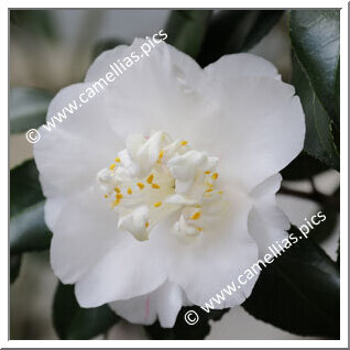 Camellia Japonica 'Clara Brooks'
