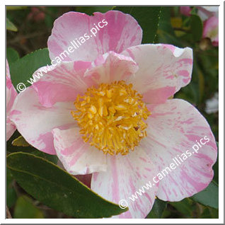 Camellia Hybrid 'Souvenir de Claude Brivet'
