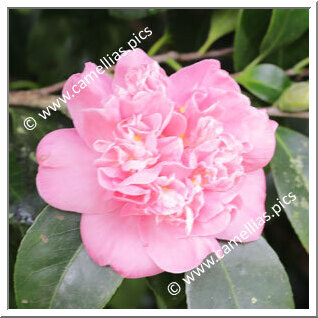 Camellia Japonica 'Cleopatra'