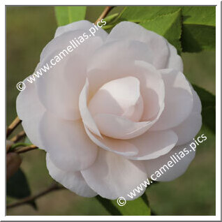 Camellia Japonica 'Coed'