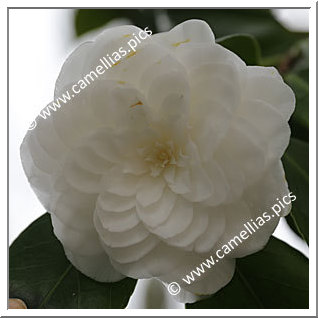 Camellia Japonica 'Vergine di Collebeato'