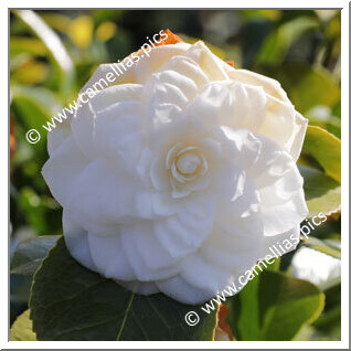 Camellia Japonica 'Vergine di Collebeato'