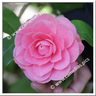 Camellia Japonica 'Commendatore Betti'