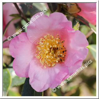 Camellia Botanique C. compressa