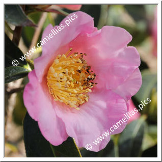 Camellia Species 'C. compressa'