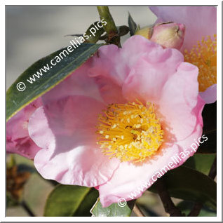 Camellia Species C. compressa