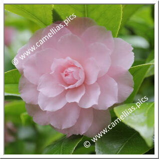 Camellia Japonica 'Comte de Toll'