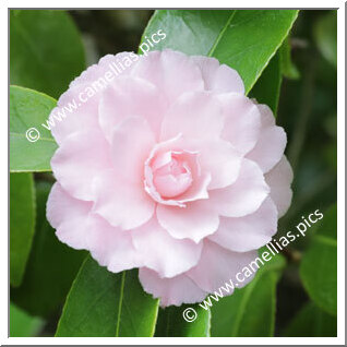 Camellia Japonica 'Comte de Toll'