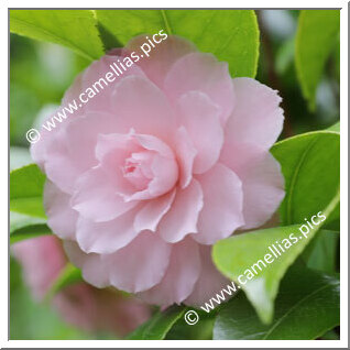 Camellia Japonica 'Comte de Toll'