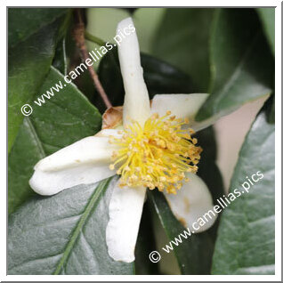 Camellia Botanique C. confusa