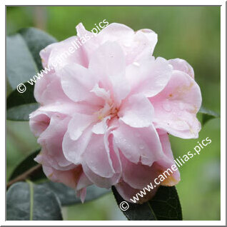 Camellia Hybride C.reticulata 'Congratulations'