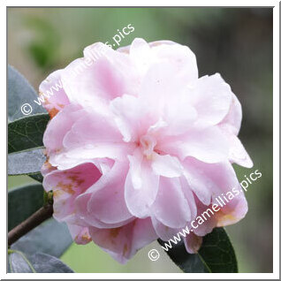 Camellia Hybride C.reticulata 'Congratulations'