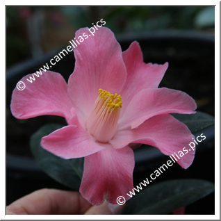 Camellia Hybride C.x williamsii 'Coral Bouquet'