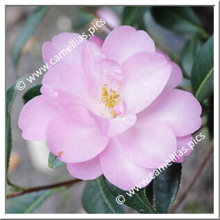 Camellia Hybrid C.x williamsii 'Corin'