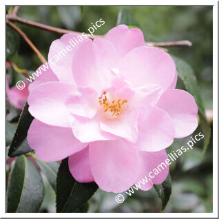 Camellia Hybrid C.x williamsii 'Corin'