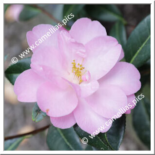 Camellia Hybrid C.x williamsii 'Corin'