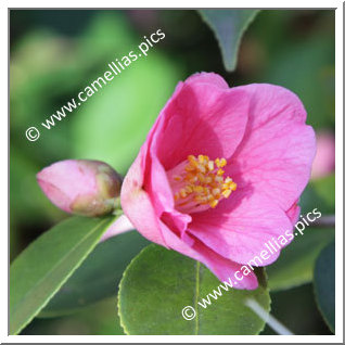 Camellia Hybride 'Cornish Spring'