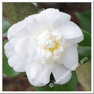 Camellia Japonica 'Crane's Feather'