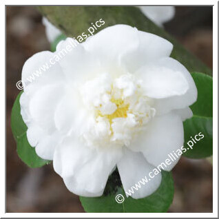 Camellia Japonica 'Crane's Feather'