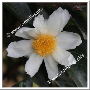 Camellia Botanique C. crapnelliana