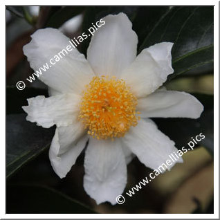 Camellia Species C. crapnelliana