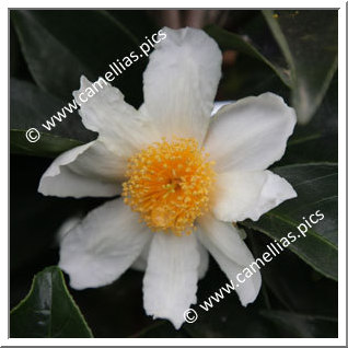 Camellia Species C. crapnelliana