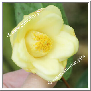Camellia Botanique C. cucphuongensis